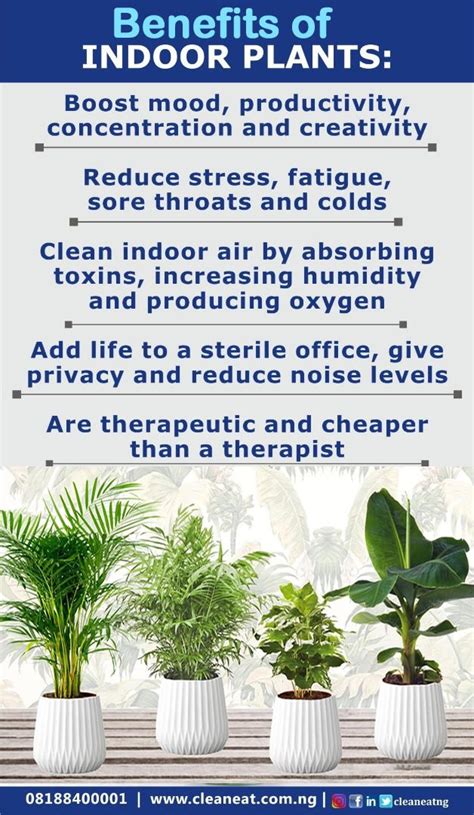 Explore the Beauty of Greenery: Discover the Advantages of Having Indoor Plants