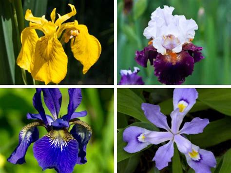 Explore the Diverse Varieties of Iris Blossoms