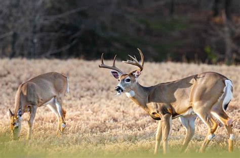 Exploring Alabama Deer's Wealth and Income