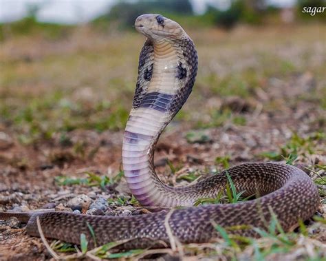 Exploring Cultural Beliefs: Baby Cobras in Different Traditions and Mythologies