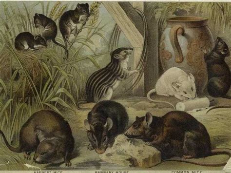 Exploring Cultural and Historical Meanings of Rodents in the Loft
