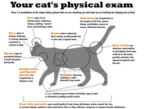 Exploring Grace Cat's Physical Measurements