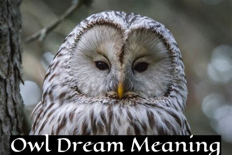 Exploring Intuition and Wisdom: Understanding the Symbolism of Owls in Dreams