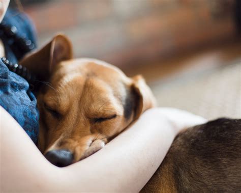 Exploring Personal Connections: How Your Bond with Canines Influences the Dream
