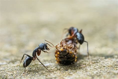 Exploring Practical Approaches to Decoding the Significance of Ants Moving on an Individual