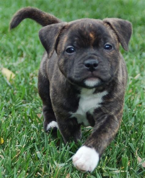 Exploring Staffie Babe's Childhood and Early Life