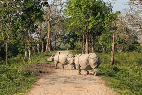 Exploring the Abundant Wildlife: A Fascinating Journey through Nature's Bounty