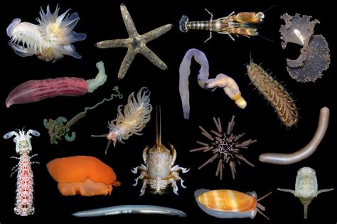 Exploring the Array of Invertebrate Species in the Ocean
