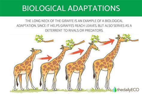 Exploring the Concept of Adaptive Structures