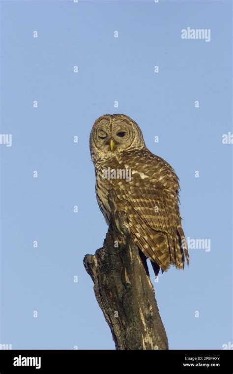 Exploring the Connection Between Wise Barred Owls