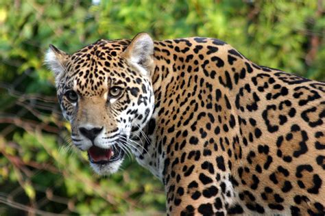 Exploring the Connection between Large Spotted Felines and Forest Canopies