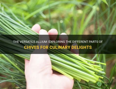 Exploring the Culinary Delights of Fresh Allium sativum