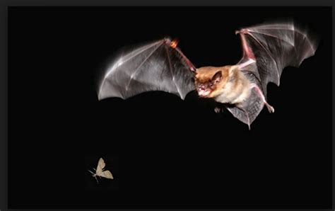 Exploring the Cultural Significance of Bats in the Interpretation of Dreams