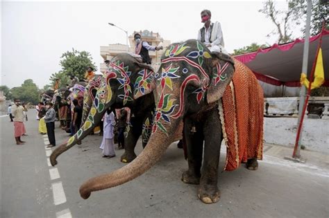 Exploring the Cultural Significance of Elephants in Various Societies