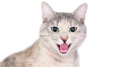 Exploring the Cultural Significance of Feline Vocalizations