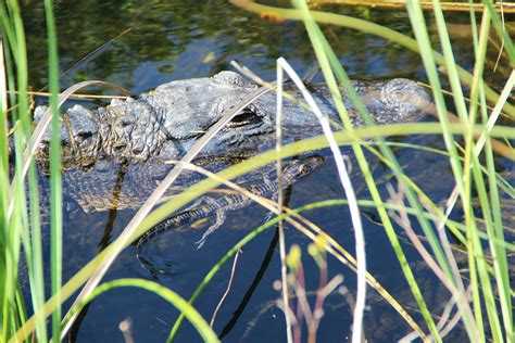 Exploring the Depths: Unveiling the Symbolic Significance of Alligators in Dreams
