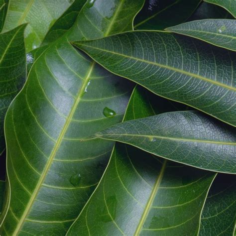 Exploring the Depths of our Subconscious: Deciphering Our Dreams about Mango Leaves