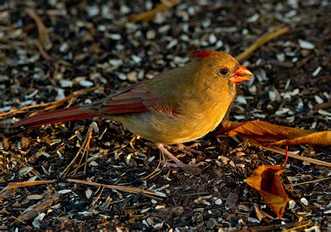 Exploring the Difficulties of Photographing the Golden Cardinal