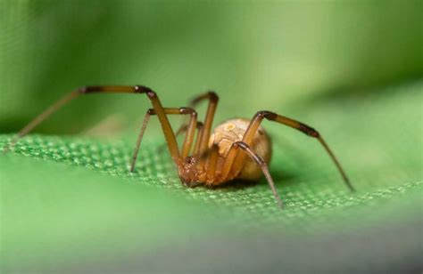 Exploring the Distribution and Habitat of the Brown Widow Spider