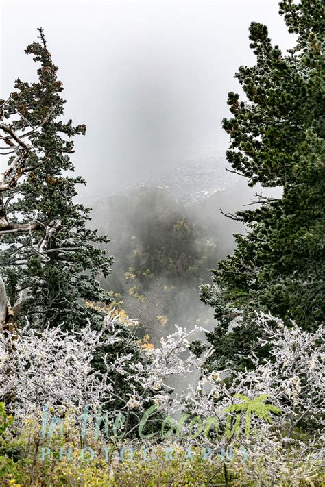 Exploring the Elevation of Aspen Frost