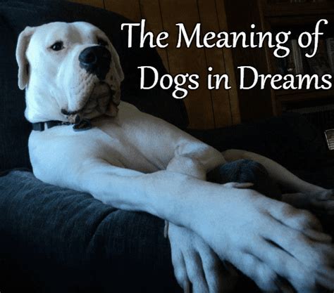 Exploring the Emotional Impact of Death-related Dreams on Canines and their Guardians