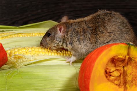 Exploring the Emotional Impact of Encountering Rats in Your Meal