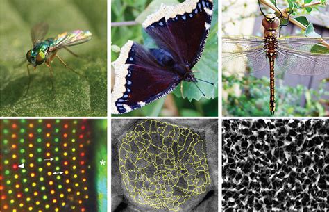 Exploring the Emotional Impact of Insect Visions