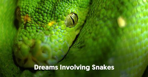 Exploring the Emotional Reaction to a Snake Injured Dreams