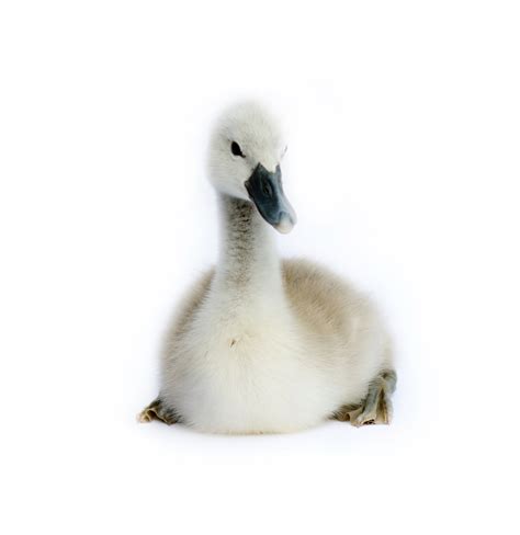 Exploring the Emotional Significance of Dreaming about a Young Cygnet