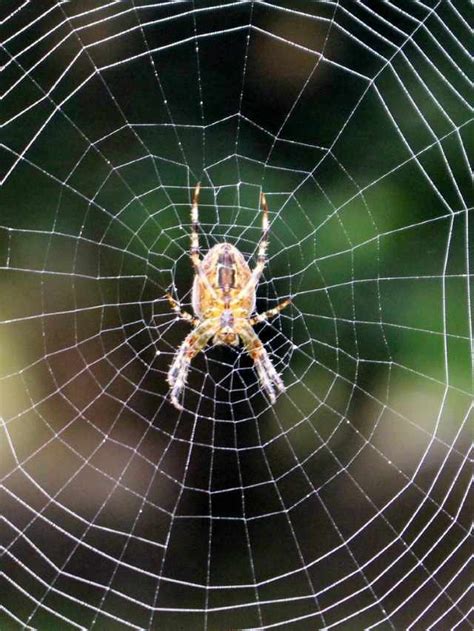 Exploring the Emotional Significance of Spotting a Spider on Your Foot in a Dream