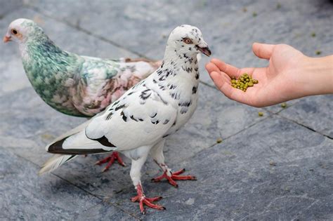 Exploring the Emotional and Psychological Significance of Doves in Dreams