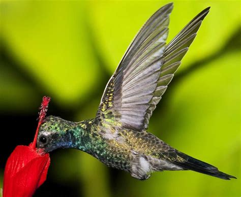 Exploring the Enchanting World of Hummingbirds