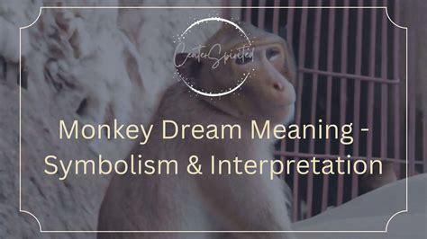 Exploring the Enchanting World of Monkey Dreams and Their Significance