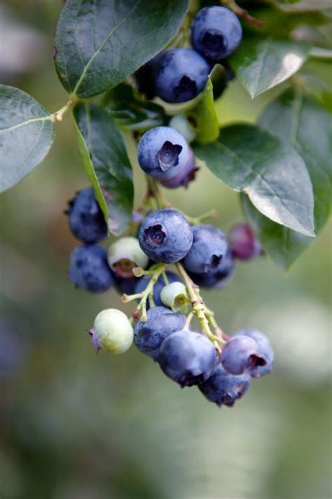 Exploring the Enchantment of Blueberry Orchards