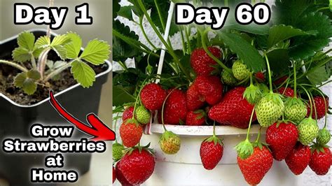 Exploring the Enigma of Cultivating Enormous Strawberries in Your Own Garden