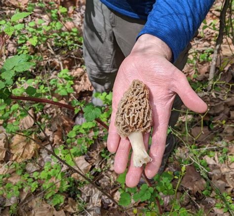 Exploring the Enigmas of Medicinal Fungi