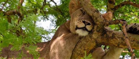 Exploring the Enigmas of Utimate Lion Mane Biography