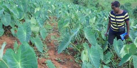 Exploring the Enigmatic Aspects of Cocoyam Cultivation