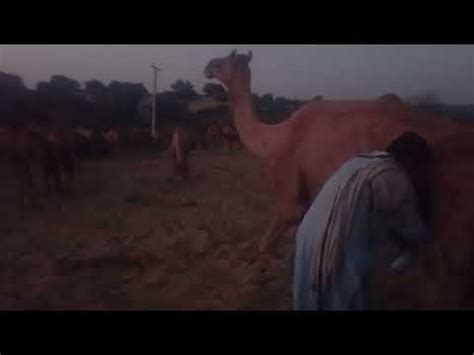 Exploring the Enigmatic Camel Sacrifice Traditions and Celebrations