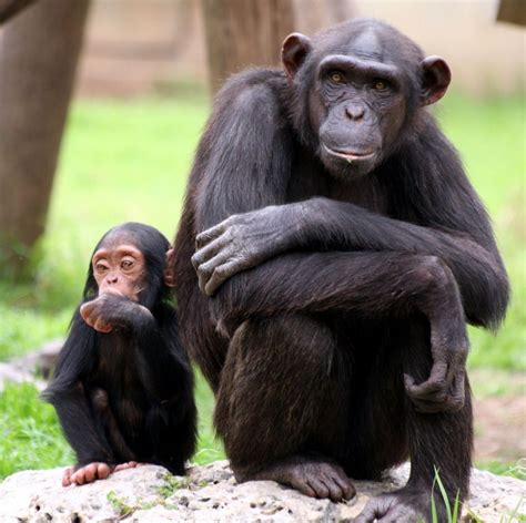 Exploring the Enthralling Universe of Chimpanzees