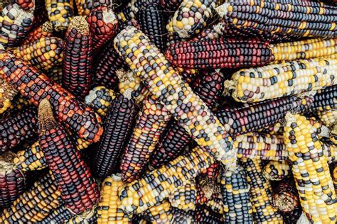 Exploring the Fascinating Culinary Heritage of Maize Across the Globe