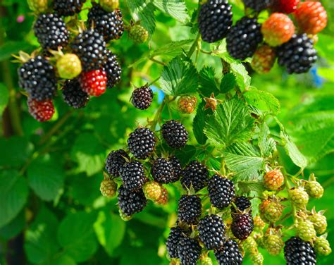 Exploring the Fascinating History of Berry Cultivation