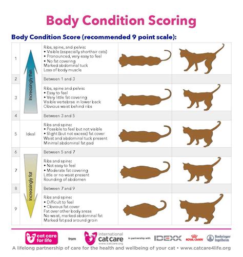 Exploring the Feline's Vertical Measurement and Physique