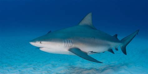 Exploring the Fierce Dominance of Bull Sharks