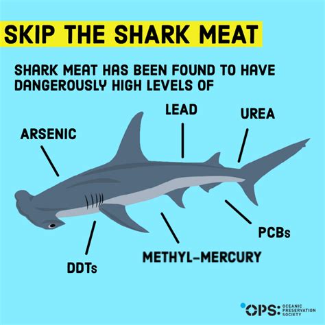 Exploring the Global Appeal of Shark Flesh