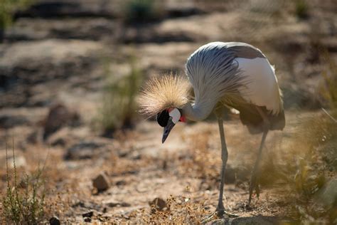 Exploring the Habitat and Behavior of the Graceful Crane