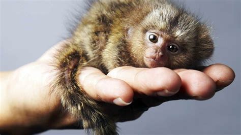 Exploring the Habitats of Mini Primate Species