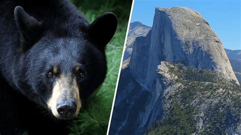 Exploring the Hidden Meanings Behind a Black Bear's Presence in Your Living Space