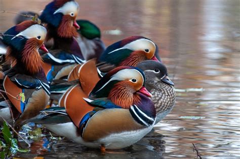 Exploring the Hidden Significance: Decoding and Unraveling the Symbolic Nature of Mandarin Duck Dreams