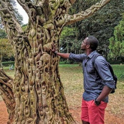 Exploring the Hidden Wonders: Revealing the Enigma of Tree Canopy